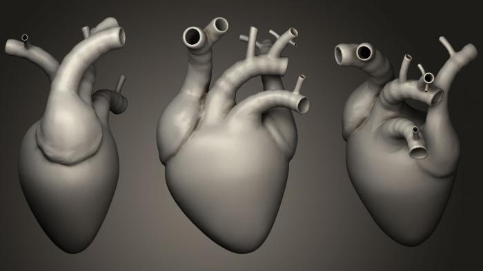 نموذج ثلاثي الأبعاد لآلة CNC تشريح الهياكل العظمية والجماجم قلب متحرك